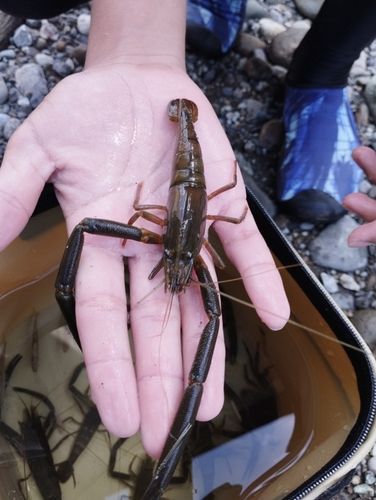 テナガエビの釣果