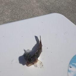 アサヒアナハゼ