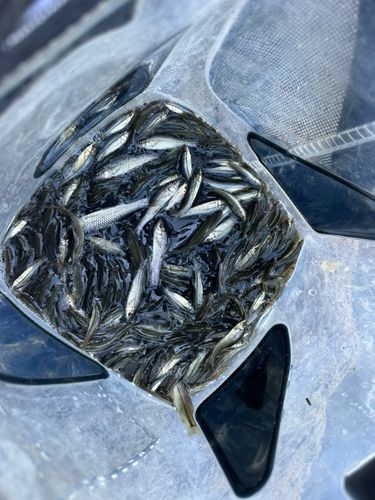 クチボソの釣果