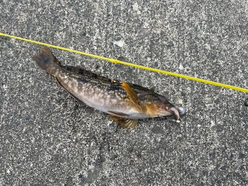 アイナメの釣果