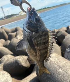 クロダイの釣果