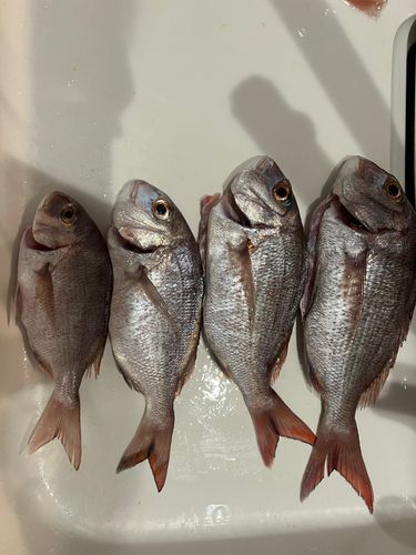 マダイの釣果