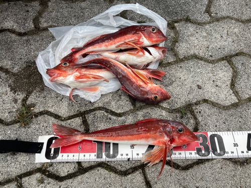 カナガシラの釣果