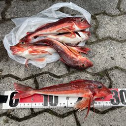 カナガシラ