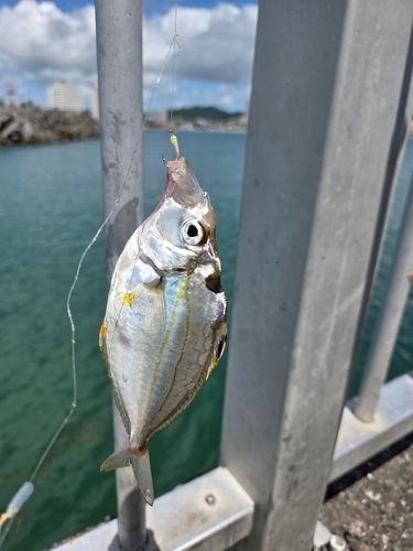 マアジの釣果