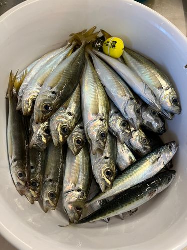 マアジの釣果