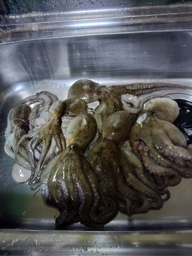 タコの釣果