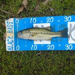 ブラックバス