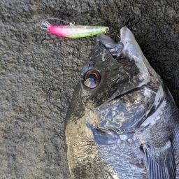 チヌ