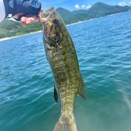 スモールマウスバス