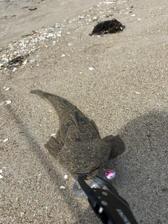 マゴチの釣果