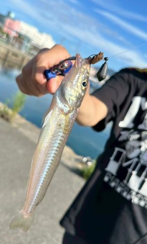 キスの釣果