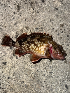 アイゴの釣果