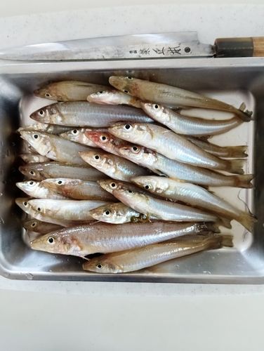キスの釣果