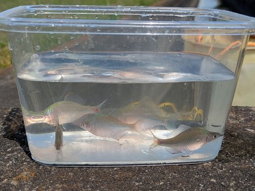 タイリクバラタナゴの釣果