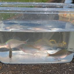 タイリクバラタナゴ