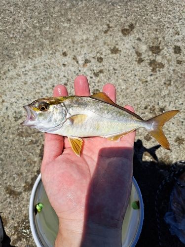 ショッコの釣果