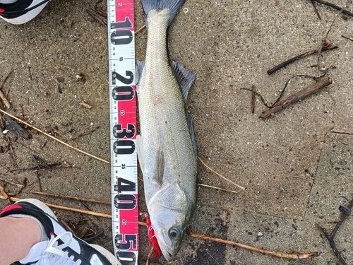 セイゴ（マルスズキ）の釣果