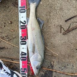 セイゴ（マルスズキ）