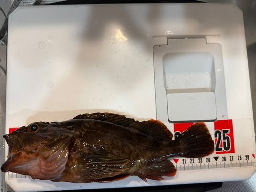 カサゴの釣果