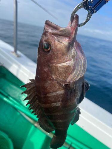 マハタの釣果