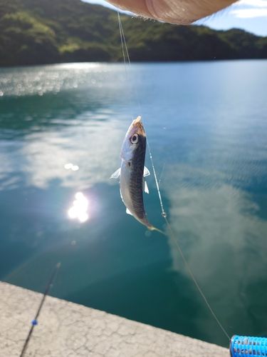 マアジの釣果