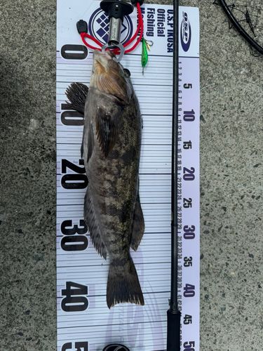 アイナメの釣果
