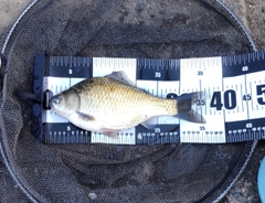 フナの釣果