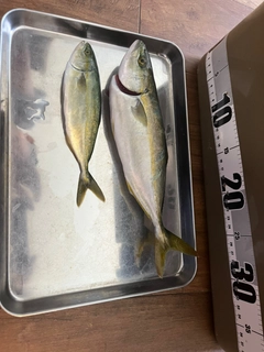 ショゴの釣果
