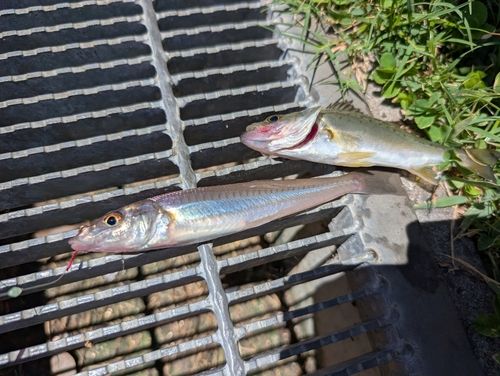 セイゴ（ヒラスズキ）の釣果