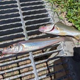 セイゴ（ヒラスズキ）