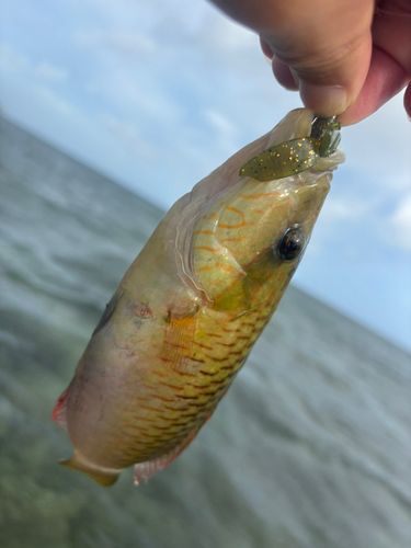 釣果