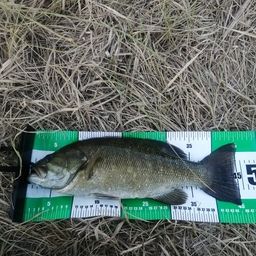 スモールマウスバス