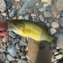 スモールマウスバス