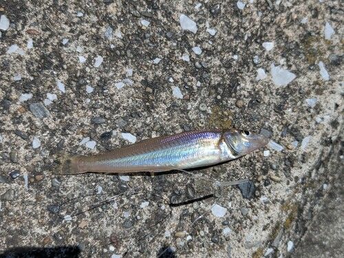 シロギスの釣果