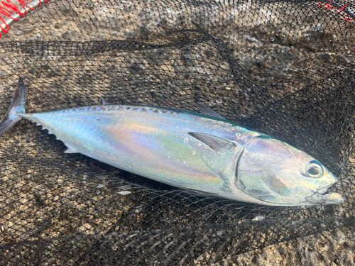 ソウダガツオの釣果