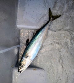 サバの釣果