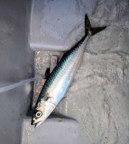 サバの釣果