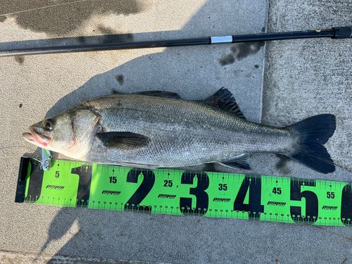 シーバスの釣果