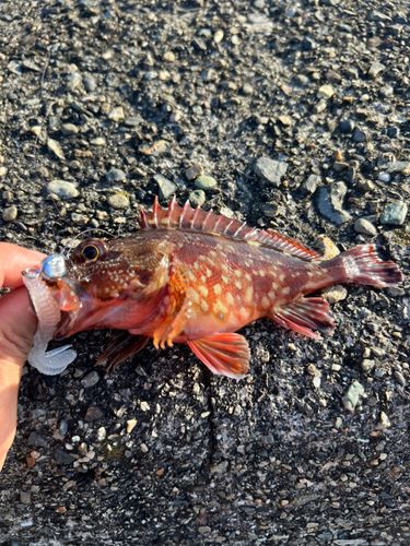 カサゴの釣果