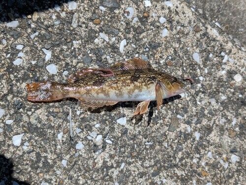 アイナメの釣果