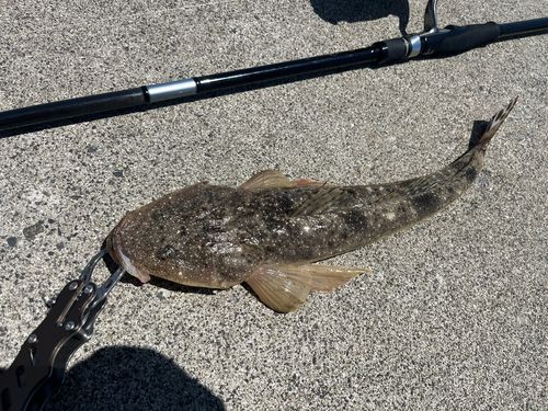 マゴチの釣果