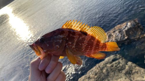 アコウの釣果