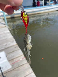 ハゼの釣果