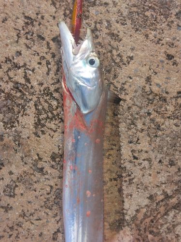 タチウオの釣果