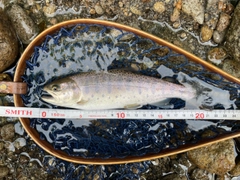 ヤマメの釣果