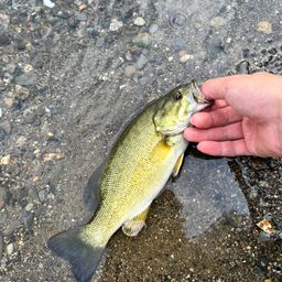 スモールマウスバス