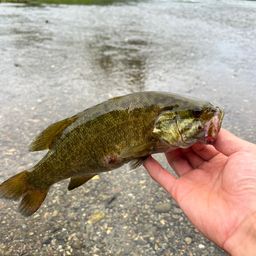 スモールマウスバス