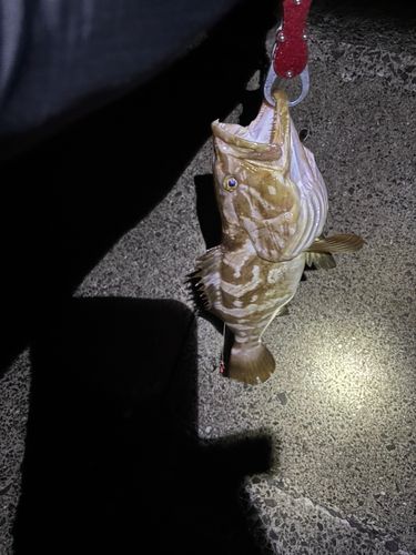 クエの釣果
