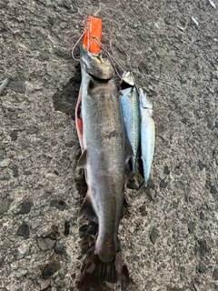 サクラマスの釣果